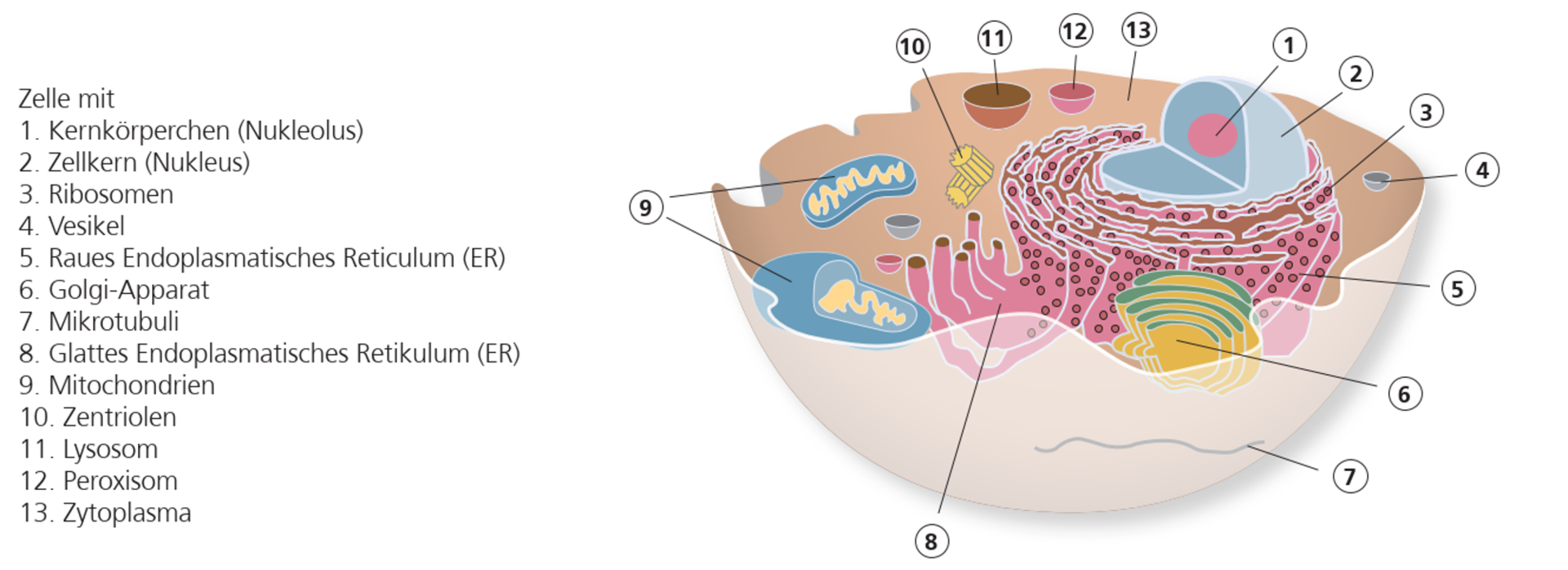 Kapitel 1 Anatomie Und Physiologie Der Haut Ligamed Medical Produkte Gmbh